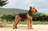 AIREDALE TERRIER 357
